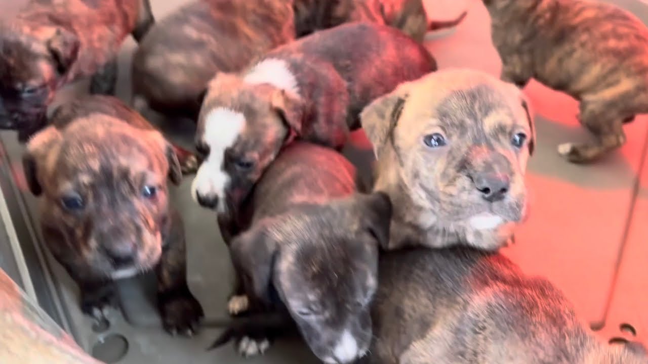 Hog dog breeding update