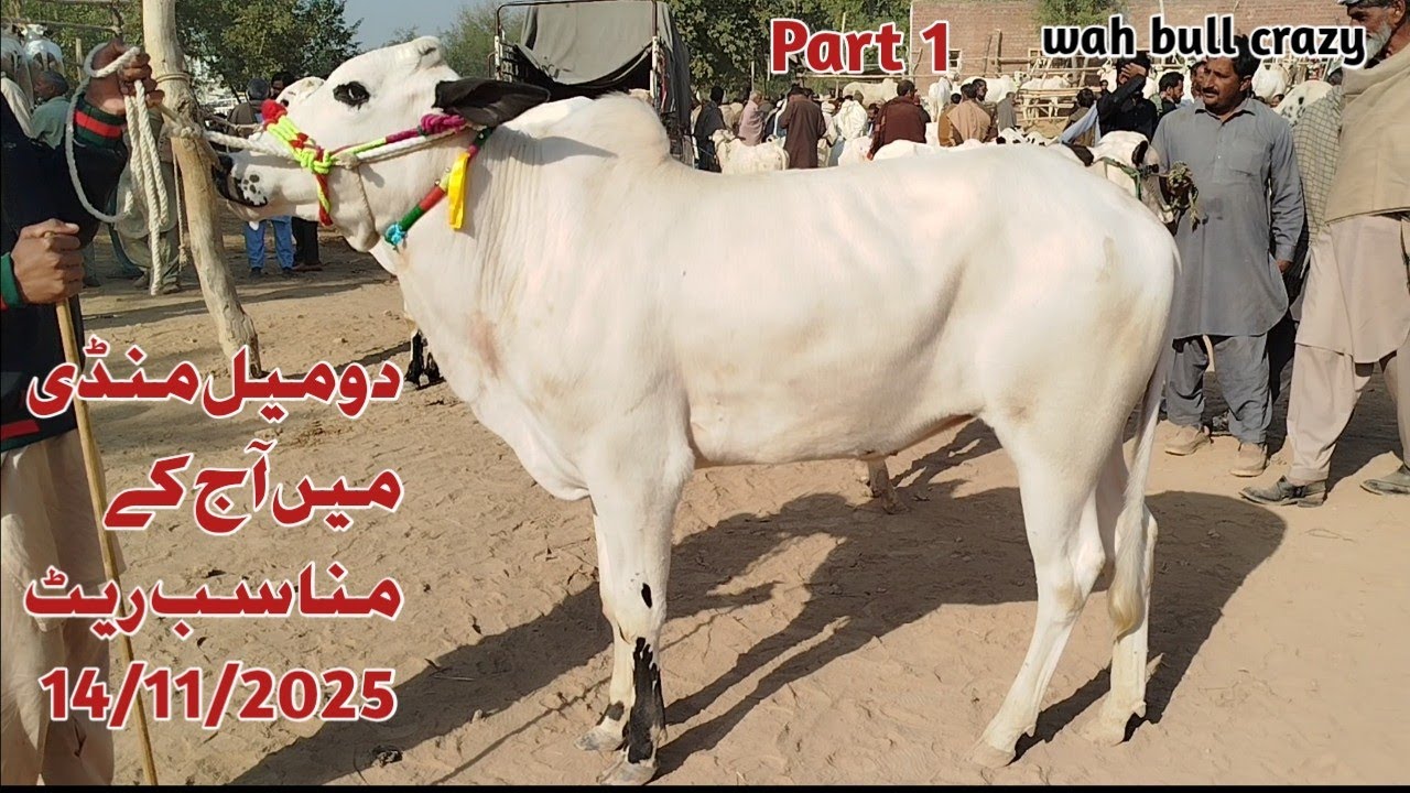 Today Domail Mandi 14/11/2025 Latest Fatehjangi Rate's Update @wahbullcrazy Qurbani 2026 TaxilaMandi