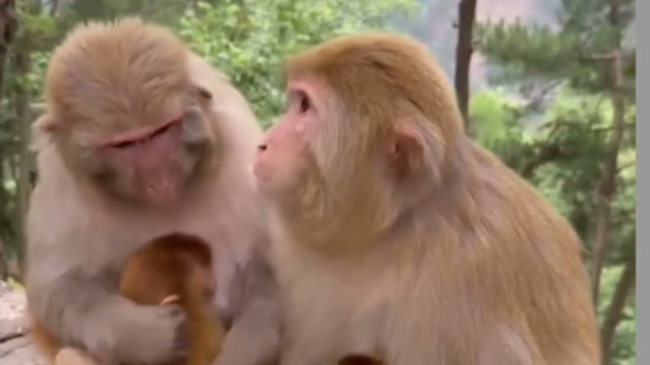monkey funny smile new video🐒 Bandar ka funny videoBandar Dhol baja ta hai monkeyfunn videoA🤣comedy 