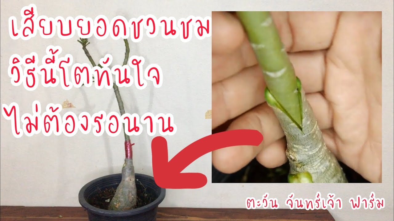 เสียบยอดชวนชม วิธีนี้โตทันใจ ไม่ต้องรอนาน