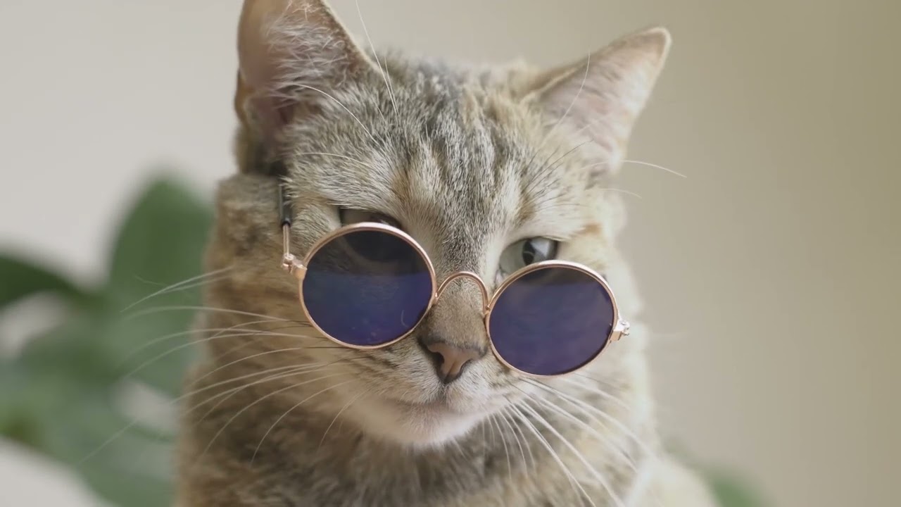 Smart Funny cats at home