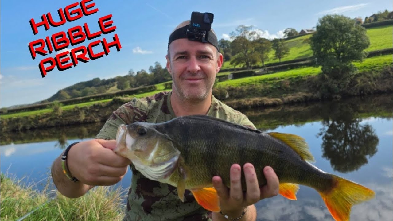 I caught a monster perch out river ribble 
