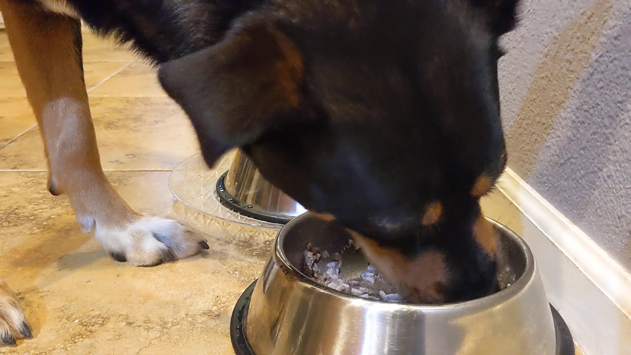 ASMR Dog Eating Wet Food