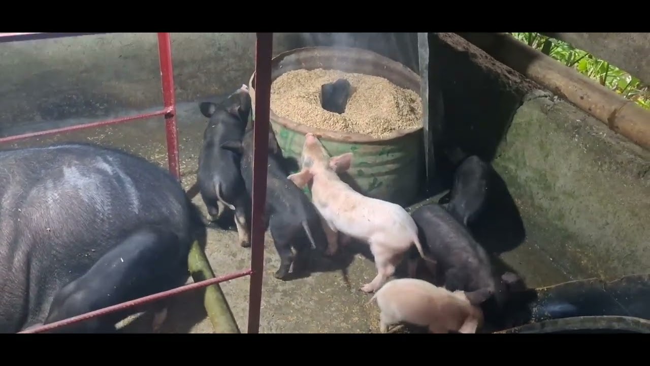 Gawain ko tuwing gabi sa aking native na baboy kung papaano hindi malapitan ng lamok,