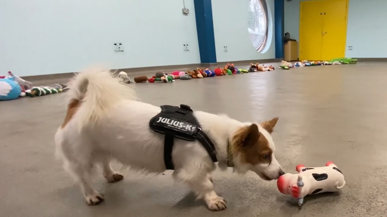 Dogs Pick Out Their Own Christmas Present 2021 - Dogs Trust Ireland