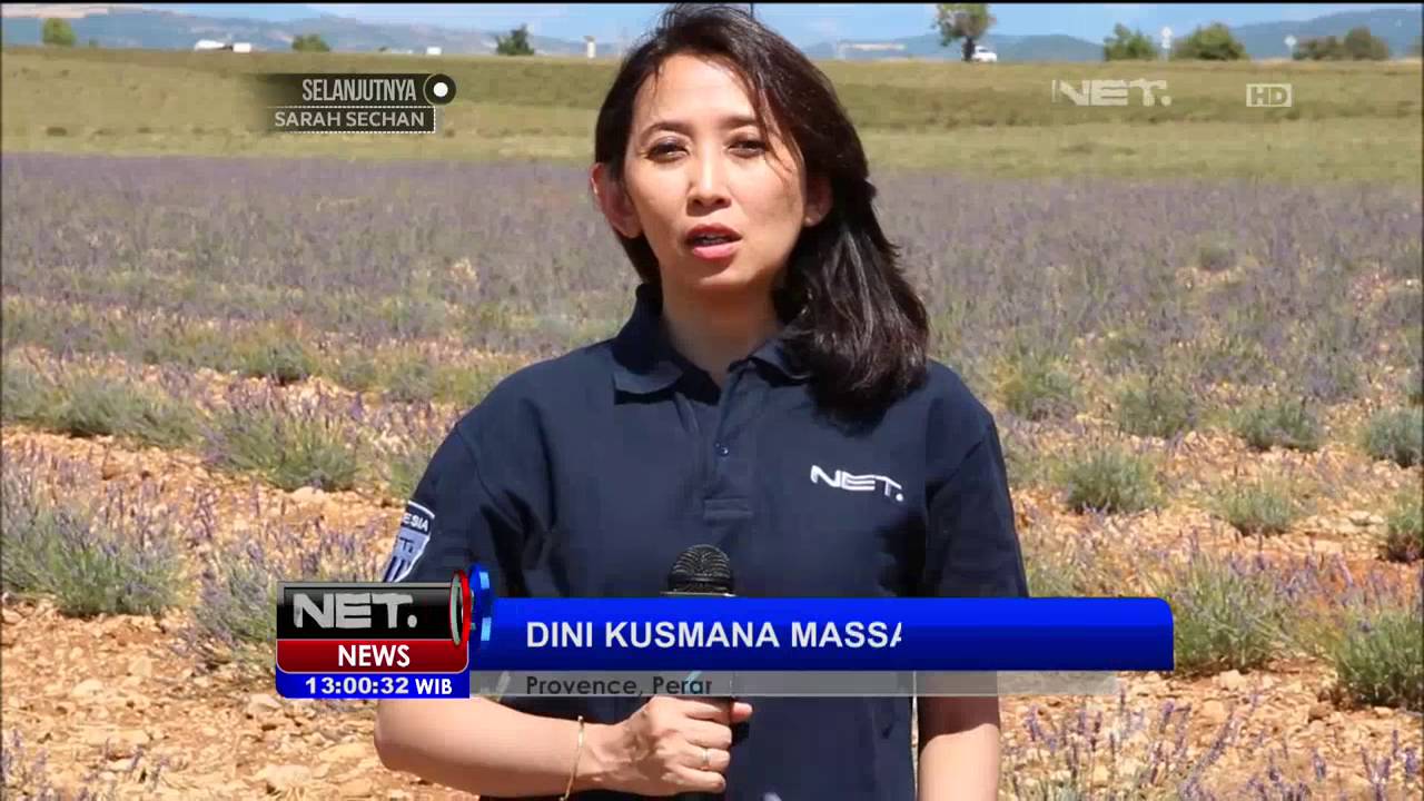 Budi Daya Lavender di Provence, Peranci -  NET12