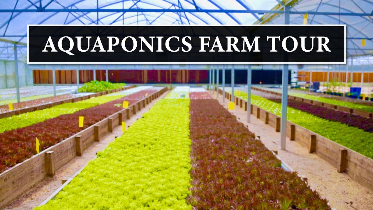 Sustainable Harvesters Commercial Aquaponics Farm Tour