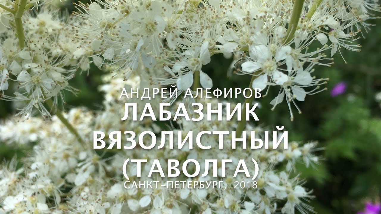 Лабазник (таволга) вязолистный. Алефиров А.Н.