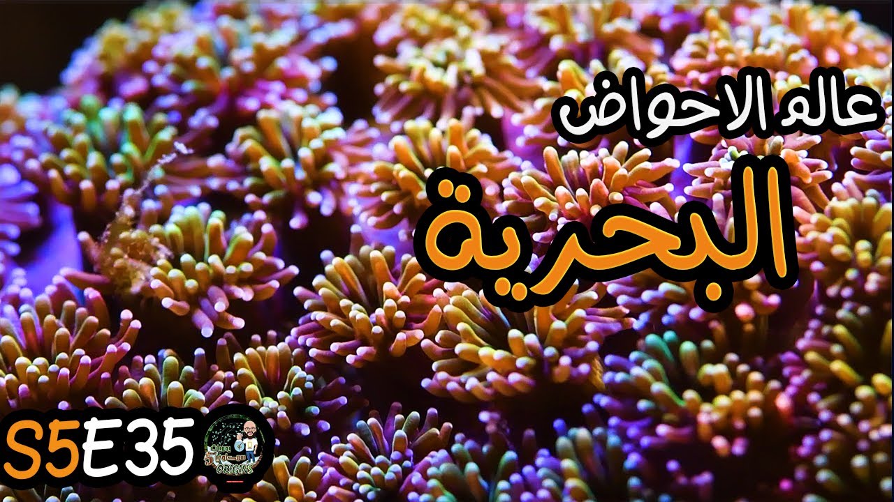 S5E35 - عالم الاحواض البحرية