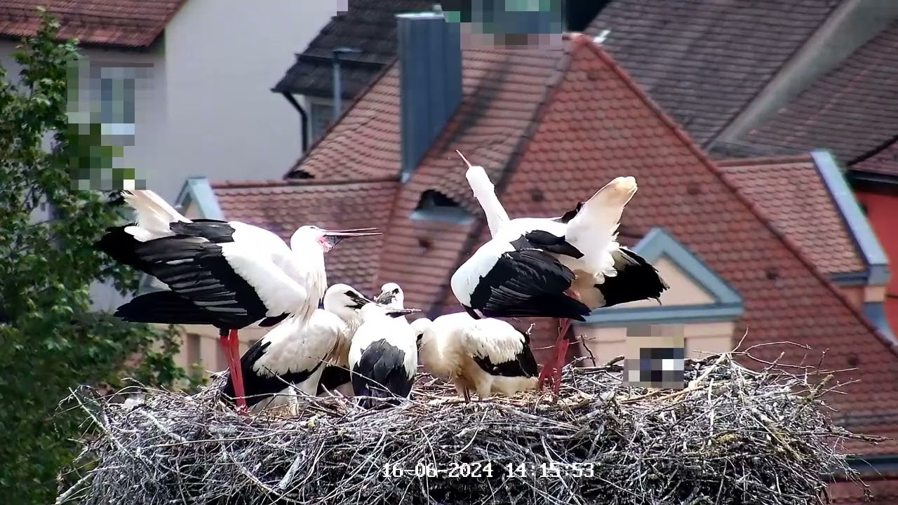 16.06.2024 unsere glückliche Storchenfamilie in Leutershausen