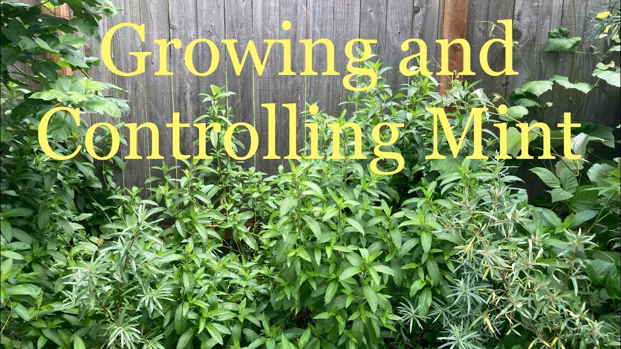 Don&rsquo;t be afraid to grow Mint in the ground!! How to do it and keep it controlled.