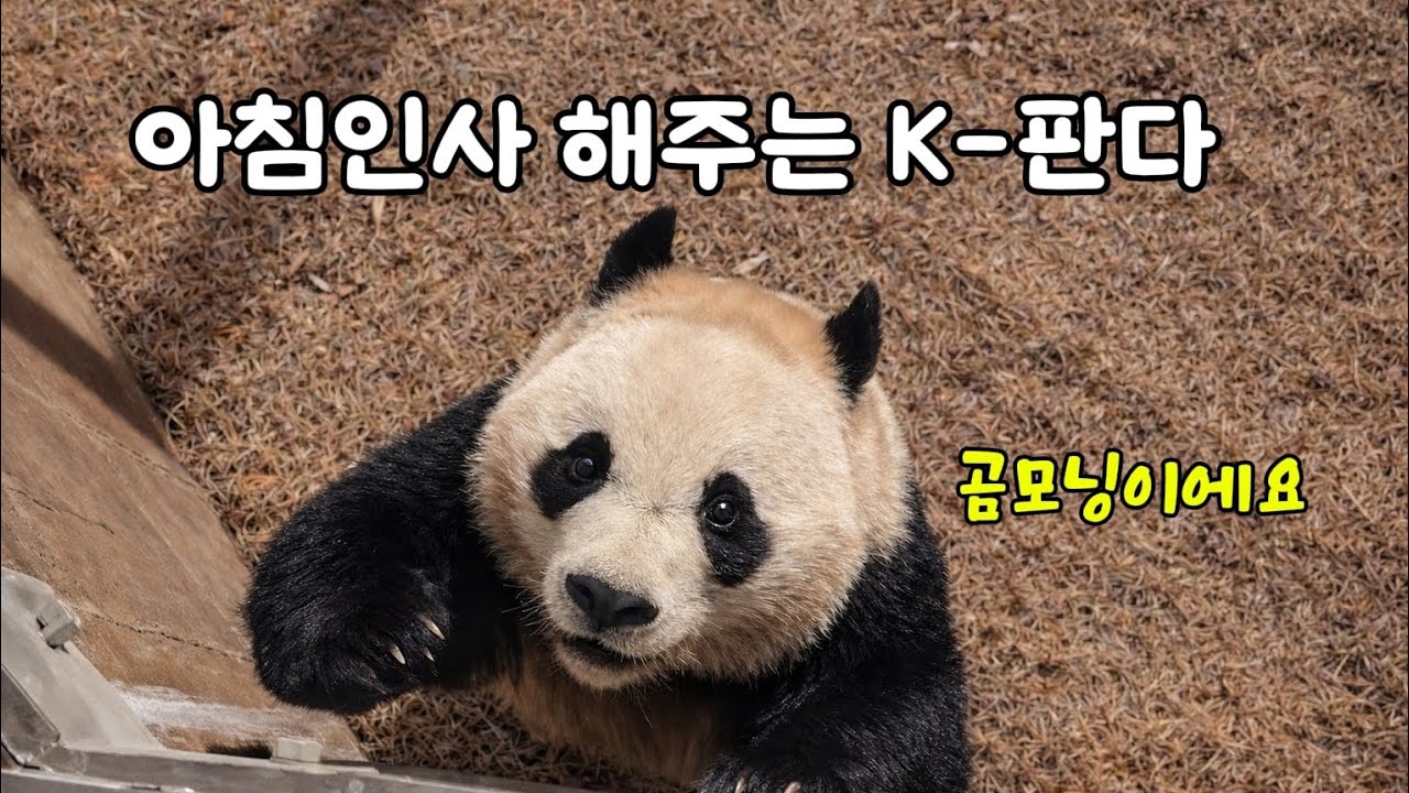 [ep.789]26.02.25 예의바른 막둥이의 아침인사🤗