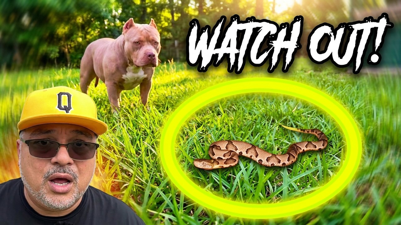 3 Spring Dangers That Could Cost Dog Owners $10,000