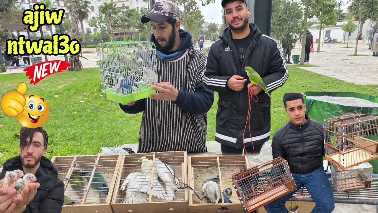 أجيو نتولعو يوم الأحد🔥نتولعو ونتعرفو على أتمنة مختلف أنواع الطيور عشاق وليدات للدريساج فرجة ممتعة