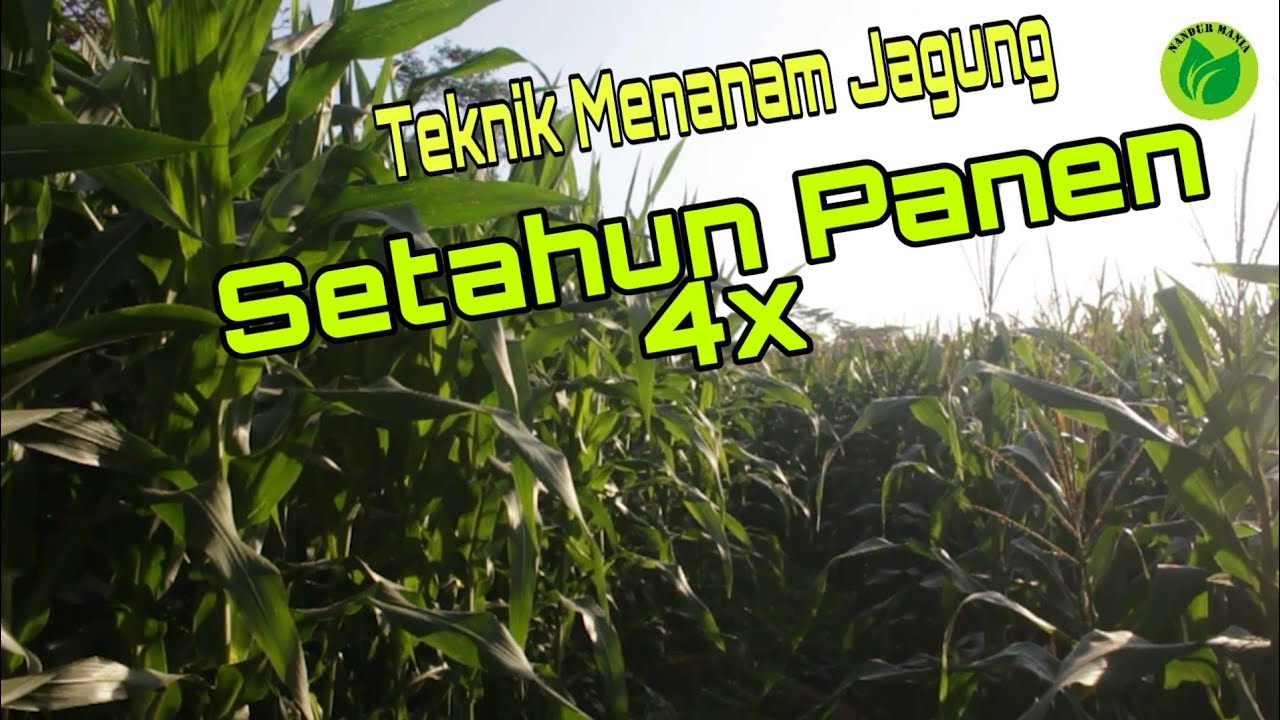 Panen Jagung Bisa 4x Panen!!! Wajib Tonton Video Ini