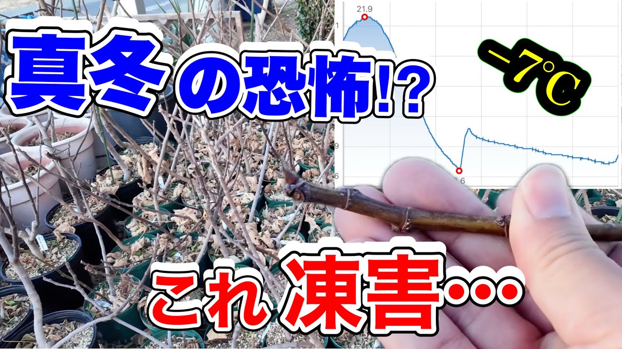 【真冬の恐怖】−7℃の家庭菜園…イチジクと熱帯果樹はどうなった？