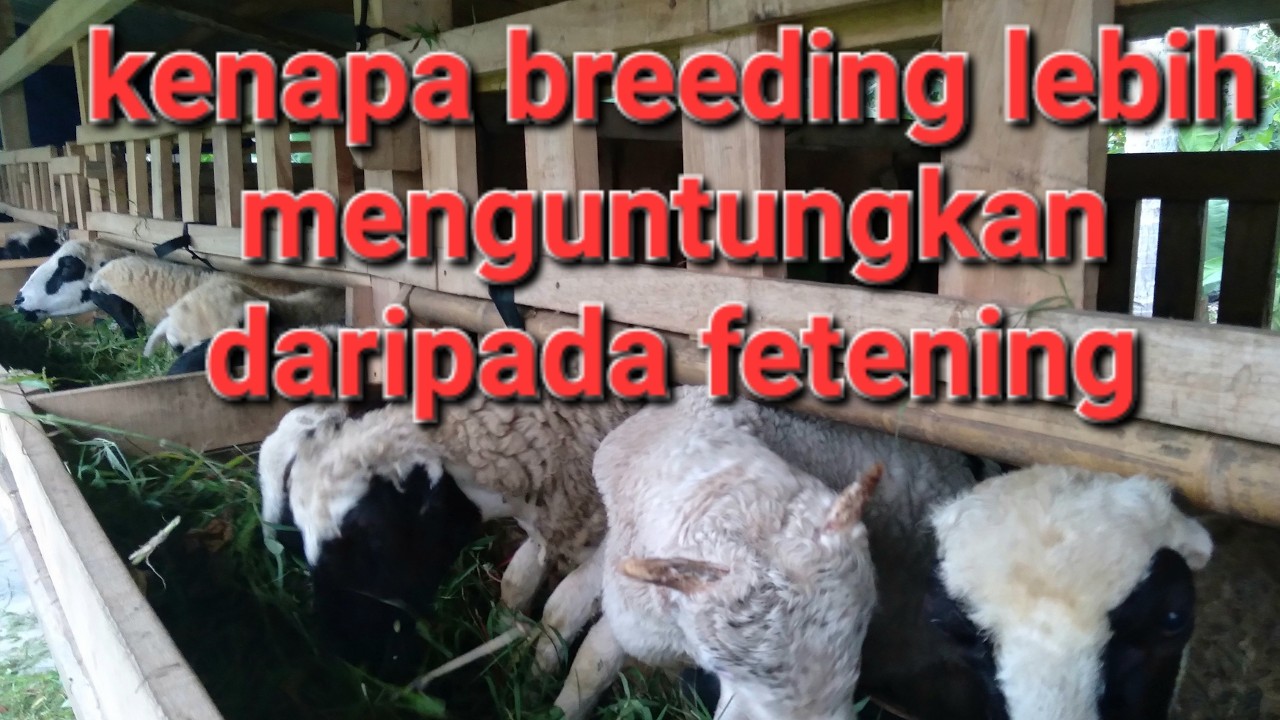 ternak domba modal kecil bagus breeding atau penggemukan feteningi