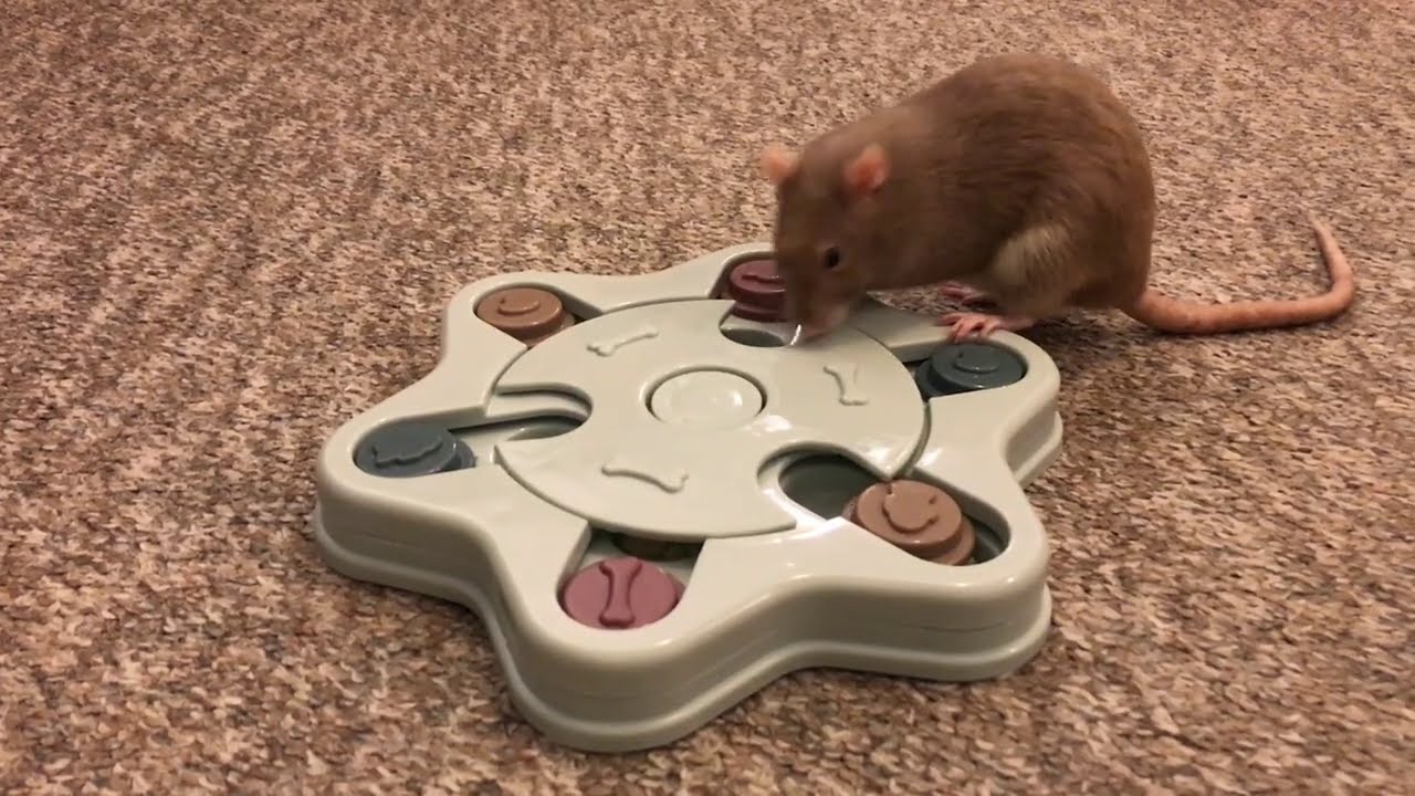 Rat Foraging Friday #39 (Interactive Dog Feeder)