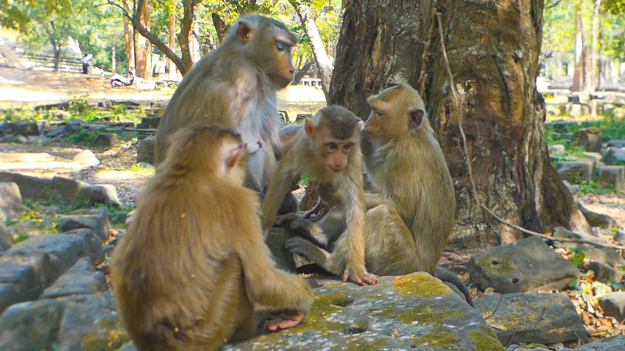 Fully resting with the heartwarming Libby family today | Leo, Lily, Libby, & Rainbow stay together