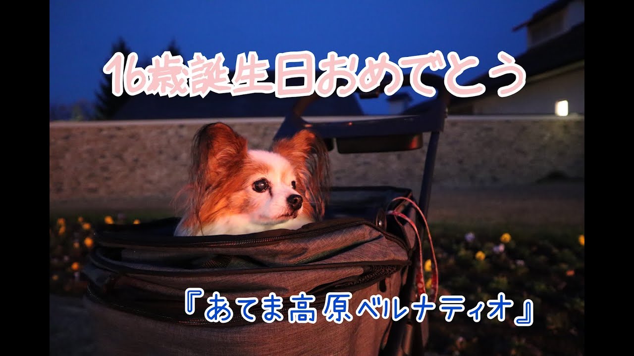 【あてま高原ベルナティオ】愛犬１６歳記念旅行～愛犬と泊まれるコテージ～Memorial trip