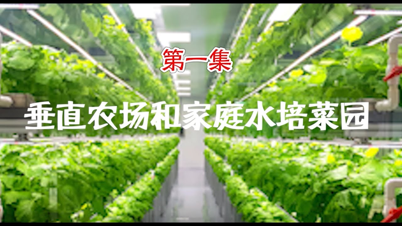 我的水培菜园: 家庭水培种植和垂直农场