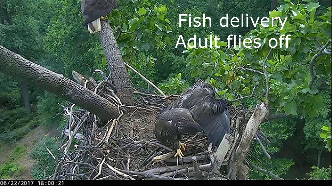 AEF DC EAGLE CAM 3-Day Highlight Reel