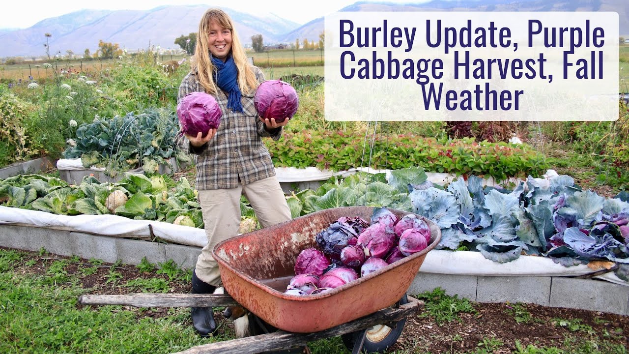 Burley Update, Record Purple Cabbage Harvest, Winter's on the Way!