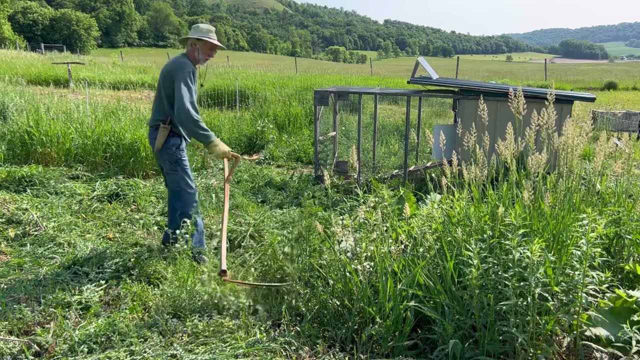 Scything Thistles and Reed Canary Grass away from Electric-Netting Poultry Fence