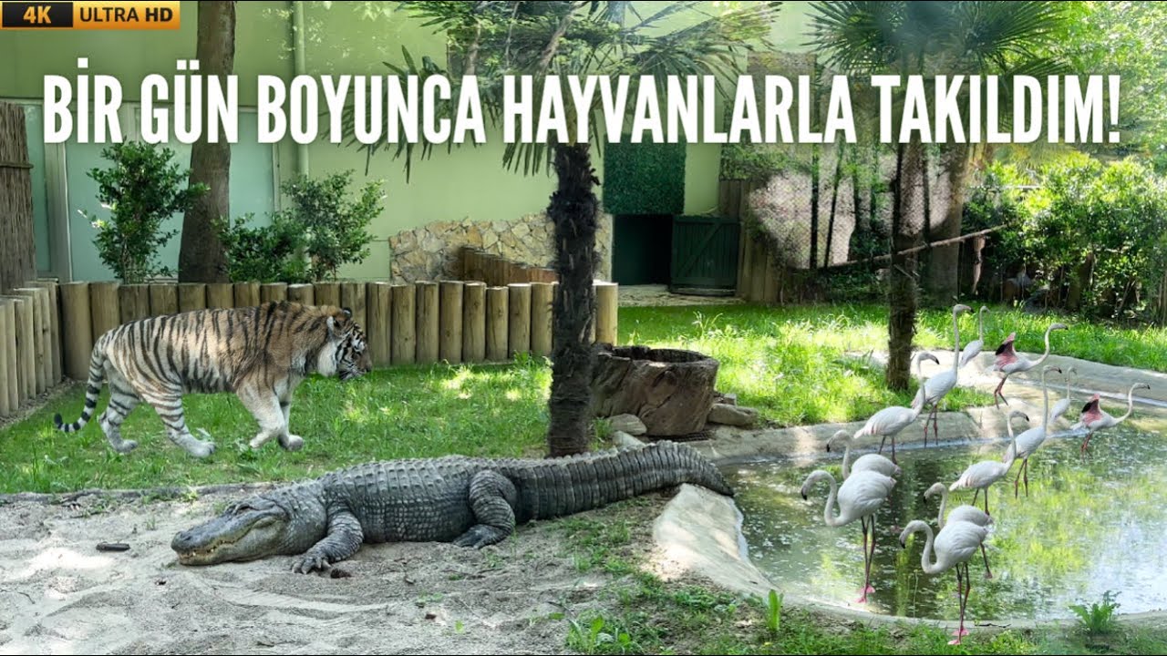 BU KADAR YAKINDAN GÖRMEMİŞTİM! BURSA HAYVANAT BAHÇESİNDE KEŞİF