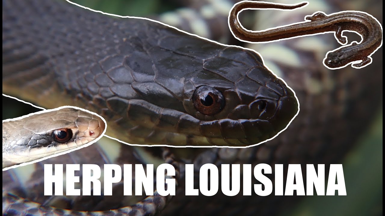 GREAT Last Day of HERPING In LOUISIANA!