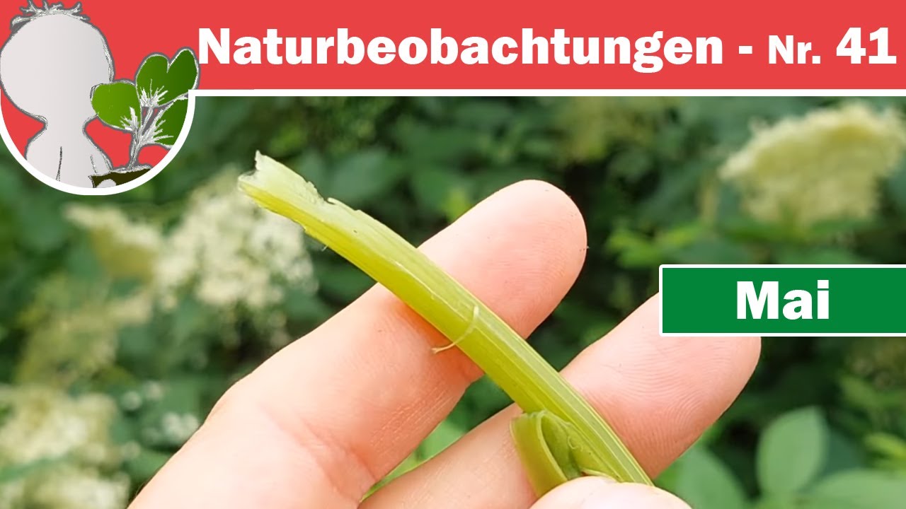 Naturbeobachtungen 41 - Lentizellen (Korkporen) & Stomata (Spaltöffnungen) sowie leckere Knabbereien