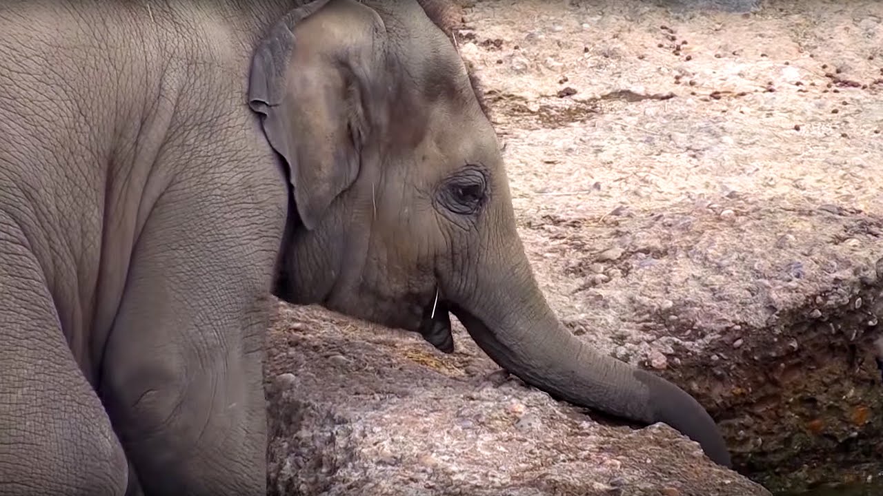 Zoo Zürich Jungtier: Ein Jahr Omysha