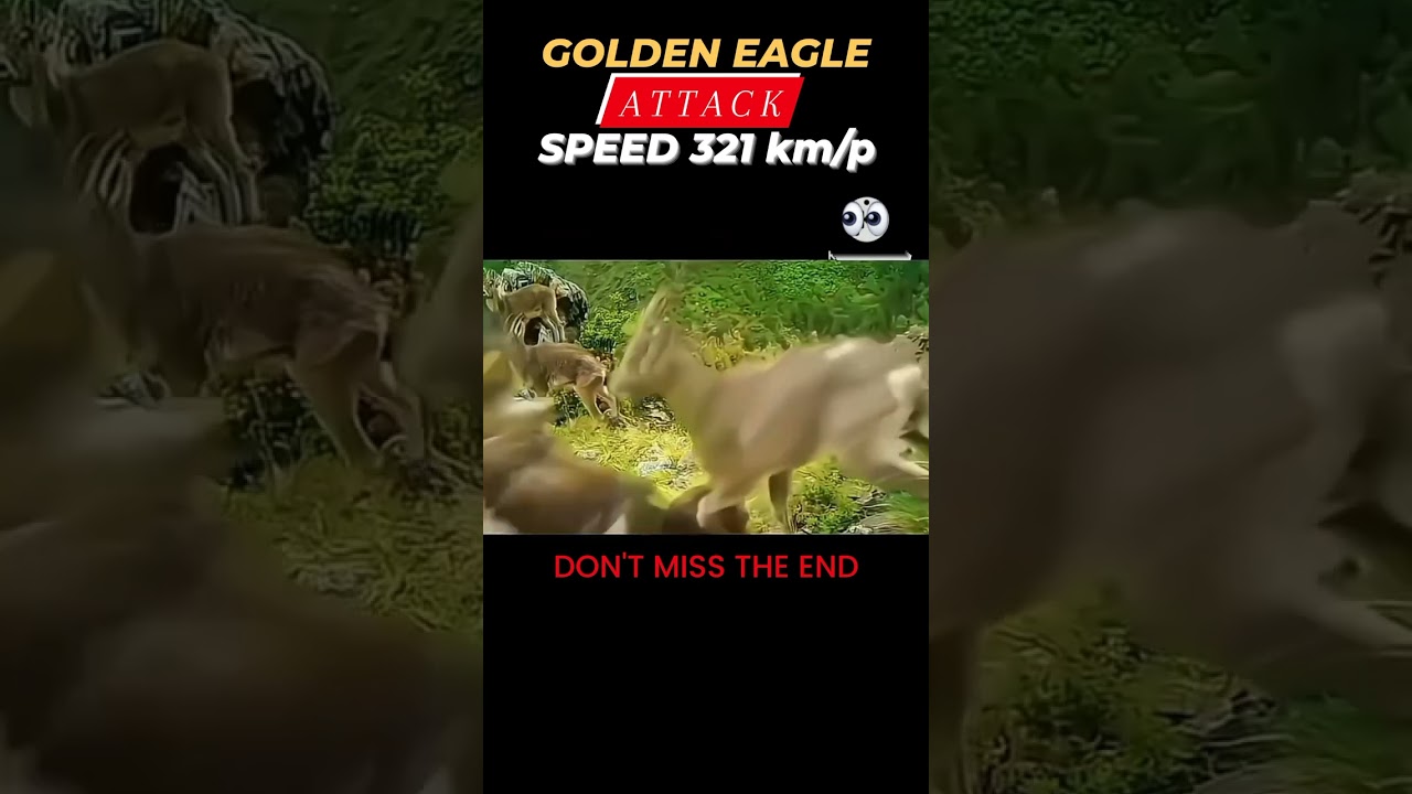 GOLDEN EAGLE ATTACK IBEX 