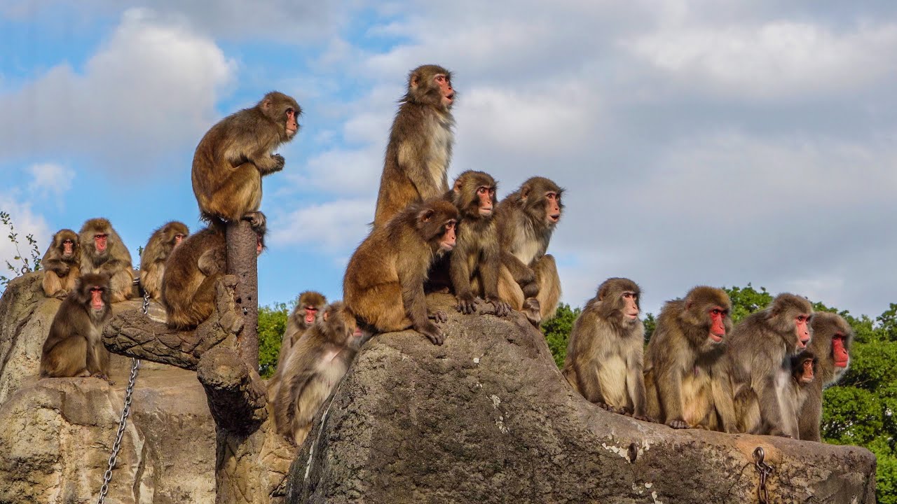 Japanese macaques Ichikawa City Zoo