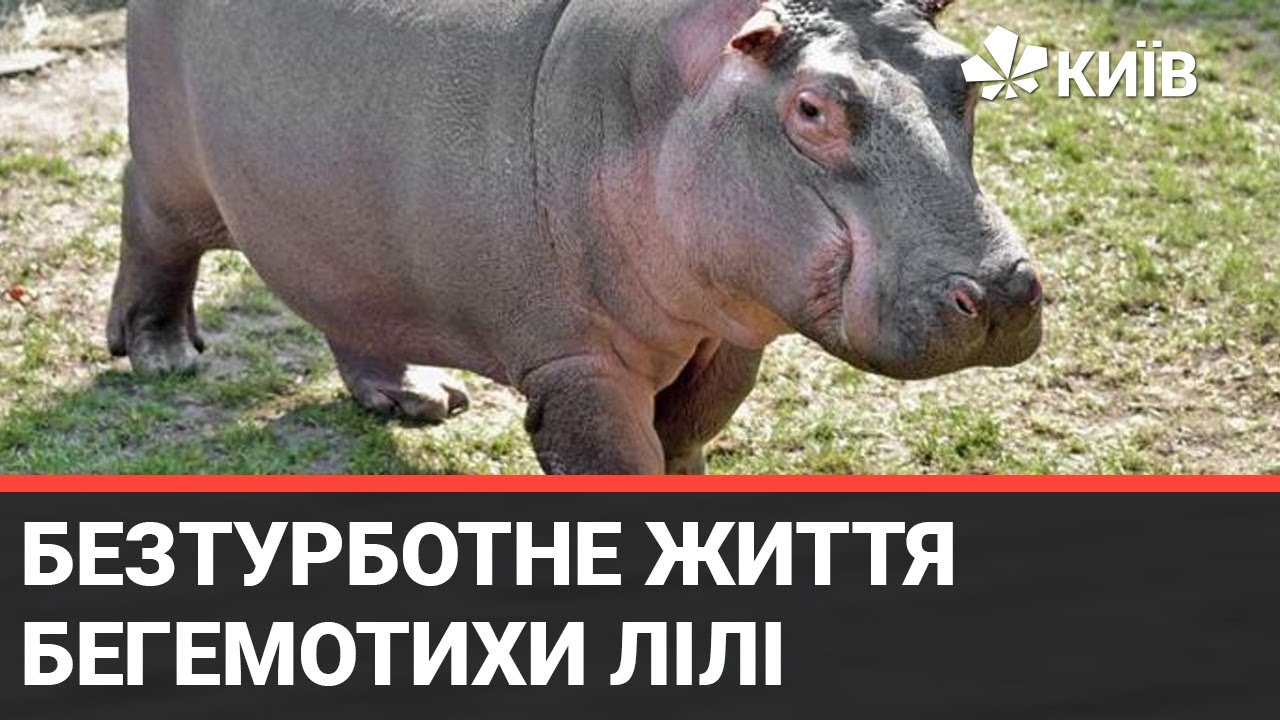 Бегемот Лілі - красуня Київського зоопарку