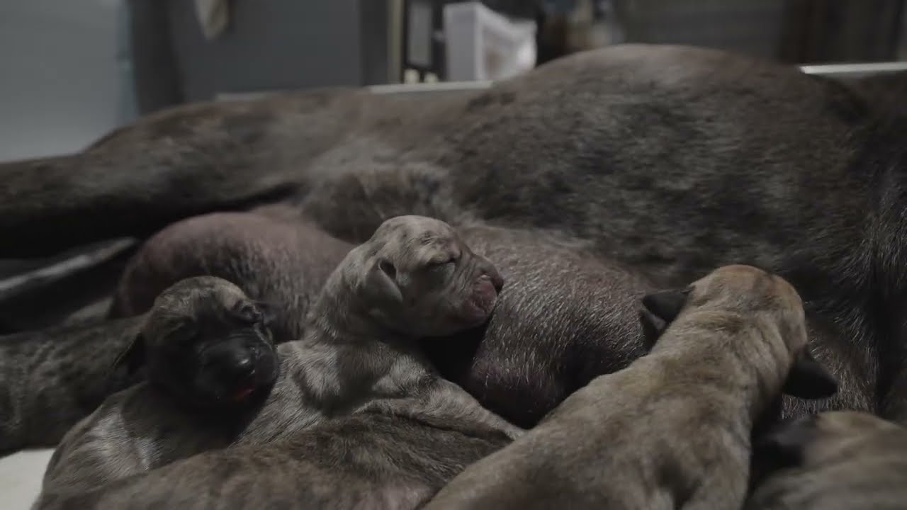 Great Dane Puppies, Anuska Kennels
