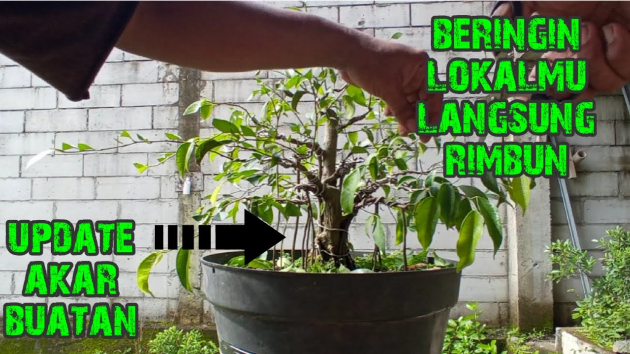 cara merimbunkan ranting dan daun beringin lokal