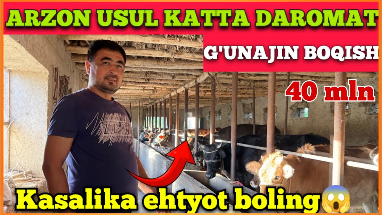 MOL BOQISH SIRLARI 2024// OYIGA 40 MILION DAROMAT