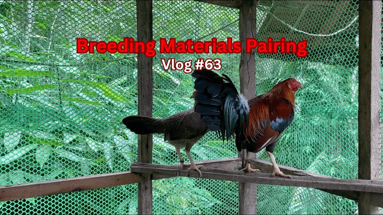 Breeding Materials Pairing | Vlog #63