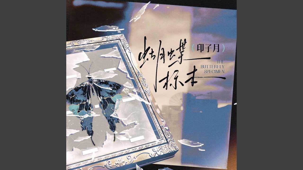 蝴蝶标本
