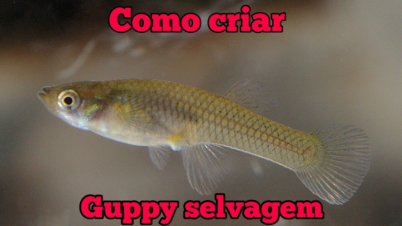Como criar Guppy selvagem em aquário