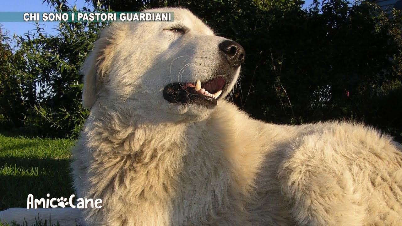 Conosciamo meglio i Guardiani degli armenti - Amico cane