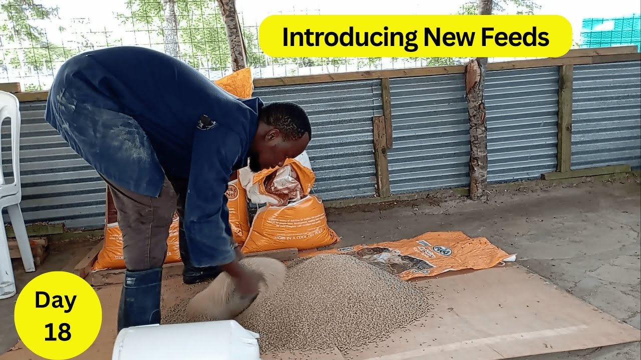 Day 18 ; How and When to Introduce Finisher Pellets to your Broilers Chicks