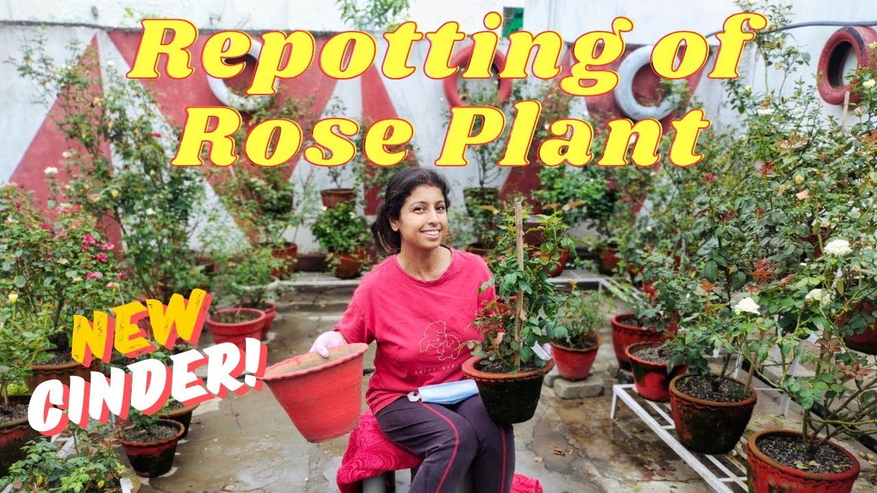 Repotting of Rose plants in Rainy Season | New Cinder #cindermediarose