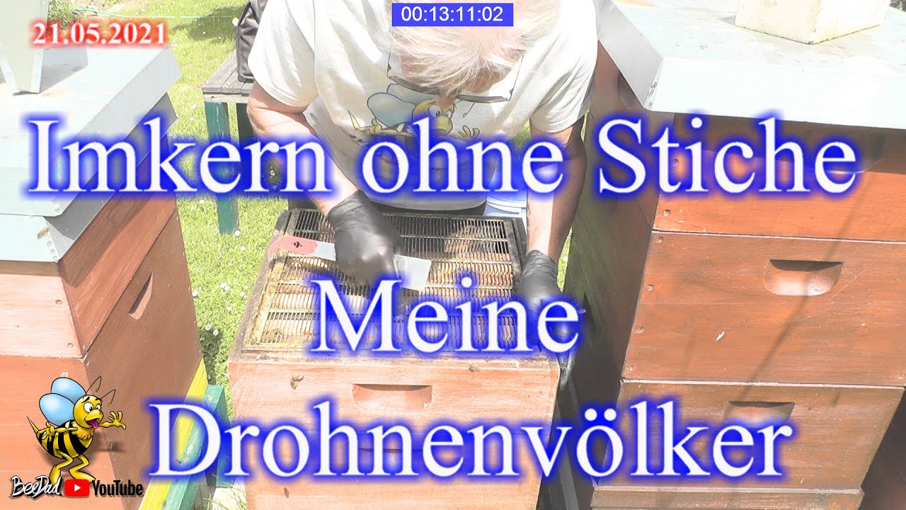 Stichfrei arbeiten an den Bienenv&ouml;lkern Teil 1 Meine #Drohnenv&ouml;lker Imkerei und Bienen 2021