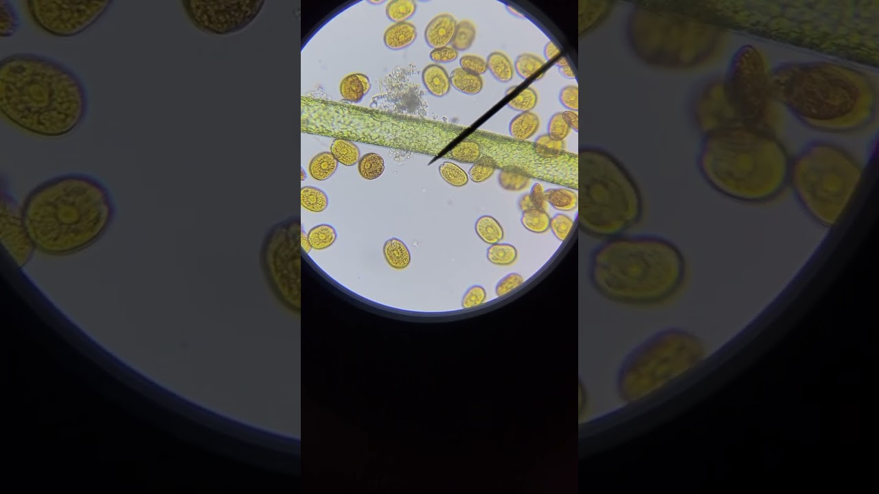 Dino 400x ID