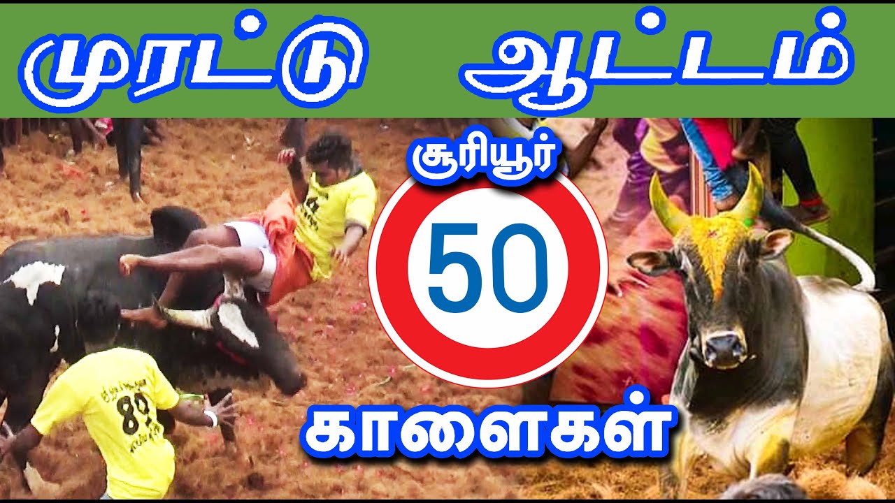 முரட்டுத்தனமா ஆடிய 50 தரமான காளைகள் ... செம்ம ஆட்டம் ...  Tamilan Trending