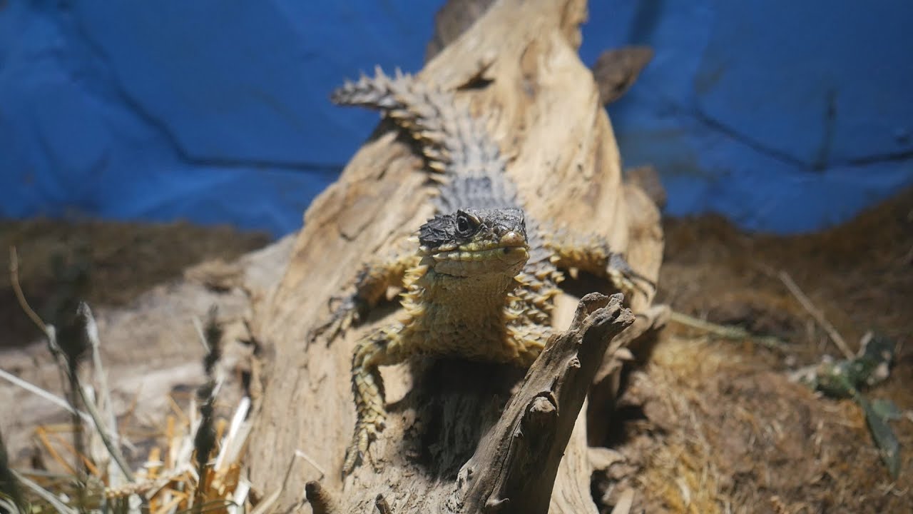 Paul & Lynsey's Zoo Tour #74 Drayton Manor