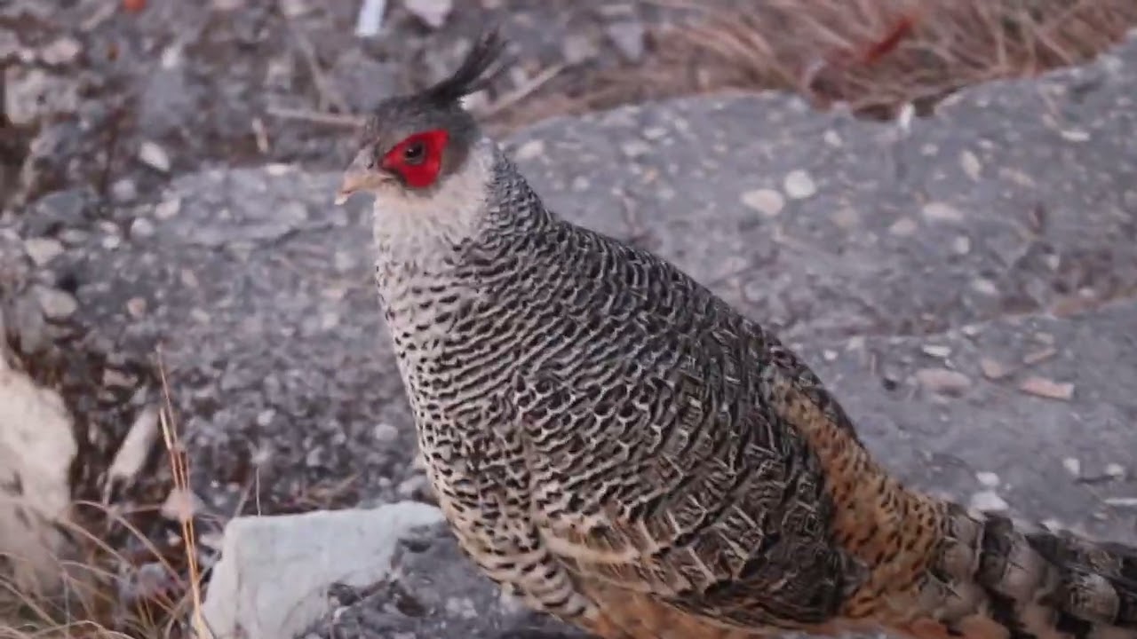 Cheer Pheasant || Kedarnath Wildlife Sanctuary || Chopta Bird Photography Tour || Bharat Puspwan
