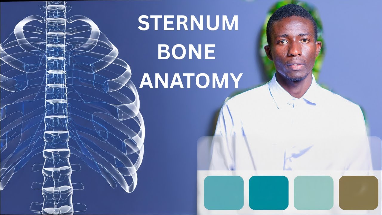 Sternum Bone Anatomy MASTERCLASS 🔥 | Landmarks, Joints & Clinical Pearls (Doctor Explains)